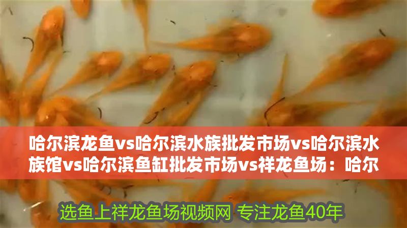 哈爾濱龍魚vs哈爾濱水族批發市場vs哈爾濱水族館vs哈爾濱魚缸批發市場vs祥龍魚場：哈爾濱水族批發市場