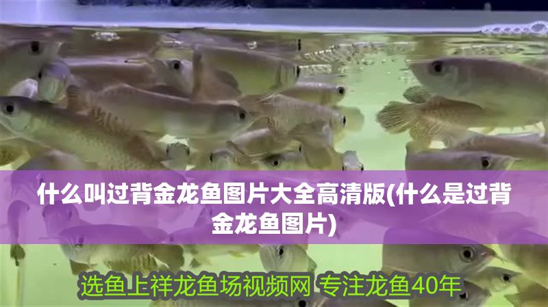什么叫過背金龍魚圖片大全高清版(什么是過背金龍魚圖片)