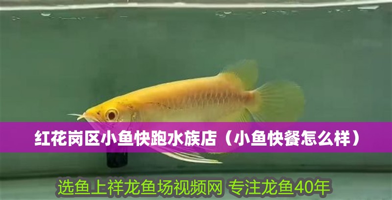 紅花崗區小魚快跑水族店(小魚快餐怎么樣) 全國水族館企業名錄 第2張 紅花崗區小魚快跑水族店(小魚快餐怎么樣) 紅花崗區小魚快跑水族店(小魚快餐怎么樣) 全國水族館企業名錄 第2張