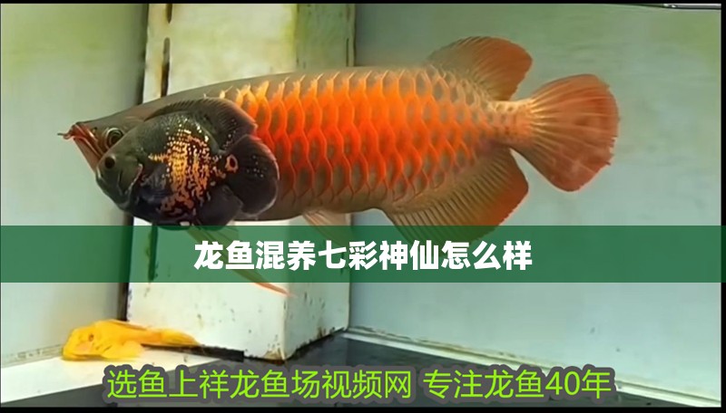 龍魚混養(yǎng)七彩神仙怎么樣