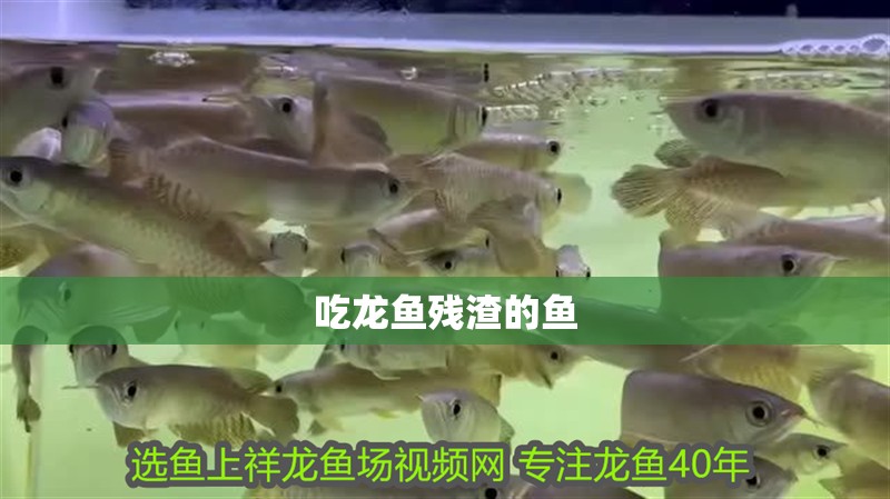 吃龍魚(yú)殘?jiān)聂~(yú)