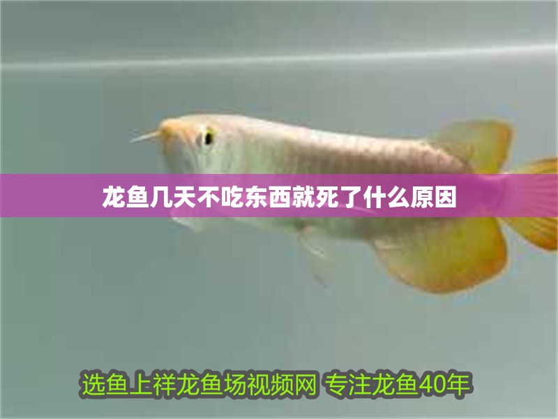 龍魚幾天不吃東西就死了什么原因 龍魚幾天不吃東西就死了什么原因 龍魚百科 第4張