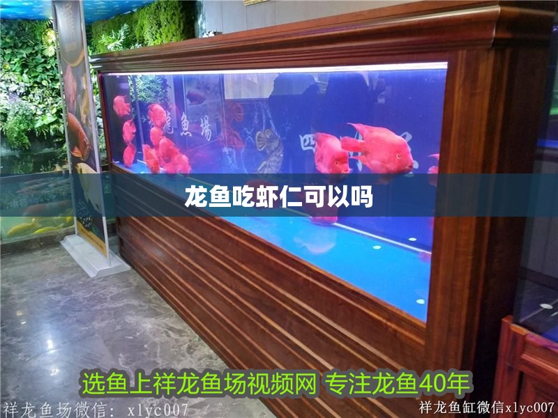 龍魚吃蝦仁可以嗎