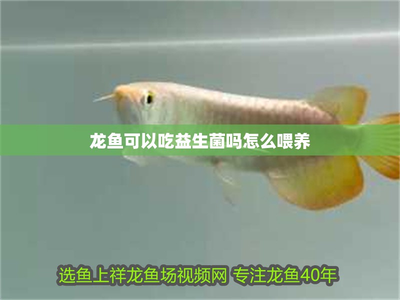 龍魚可以吃益生菌嗎怎么喂養(yǎng) 龍魚可以吃益生菌嗎怎么喂養(yǎng) 龍魚百科 第4張