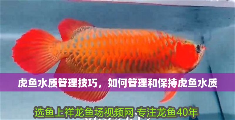 虎魚水質(zhì)管理技巧，如何管理和保持虎魚水質(zhì)