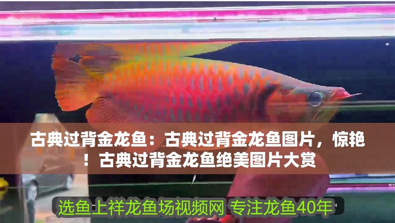 古典過(guò)背金龍魚：古典過(guò)背金龍魚圖片，驚艷！古典過(guò)背金龍魚絕美圖片大賞 古典過(guò)背金龍魚：古典過(guò)背金龍魚圖片，驚艷！古典過(guò)背金龍魚絕美圖片大賞 水族問(wèn)答