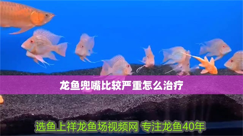 龍魚兜嘴比較嚴重怎么治療