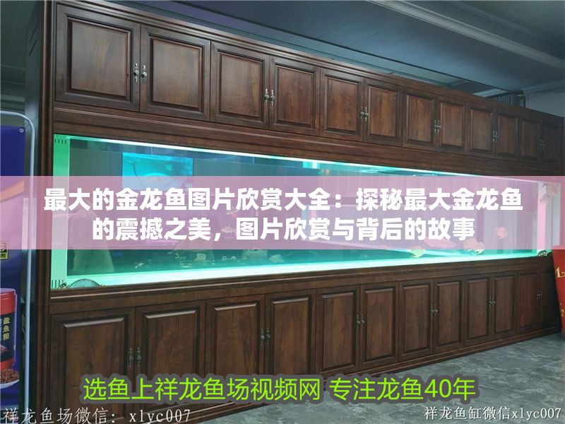 最大的金龍魚圖片欣賞大全：探秘最大金龍魚的震撼之美，圖片欣賞與背后的故事