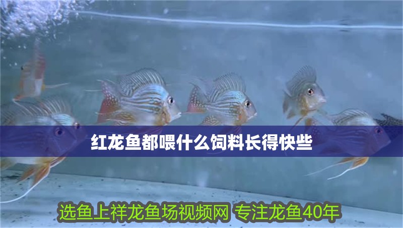 紅龍魚都喂什么飼料長得快些