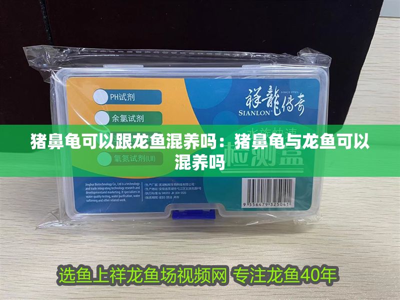 豬鼻龜可以跟龍魚混養嗎：豬鼻龜與龍魚可以混養嗎 豬鼻龜可以跟龍魚混養嗎：豬鼻龜與龍魚可以混養嗎 豬鼻龜百科 第1張
