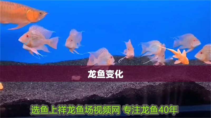 龍魚變化
