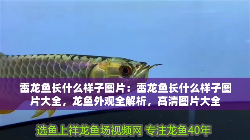 雷龍魚長(zhǎng)什么樣子圖片：雷龍魚長(zhǎng)什么樣子圖片大全，龍魚外觀全解析，高清圖片大全