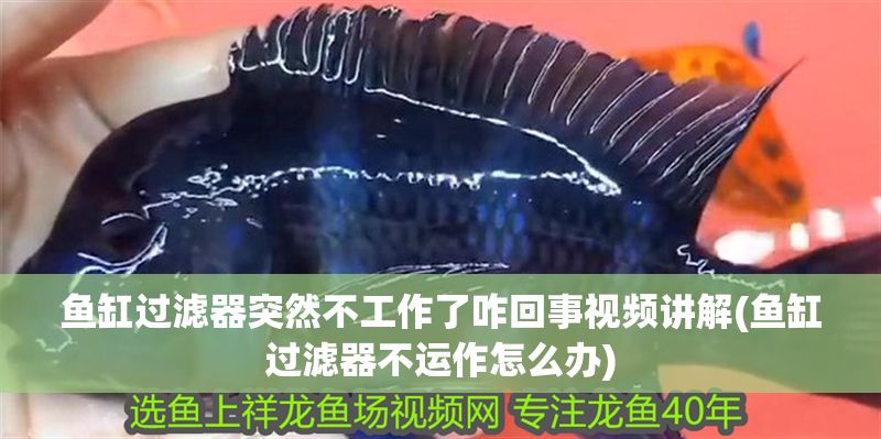魚缸過濾器突然不工作了咋回事視頻講解(魚缸過濾器不運(yùn)作怎么辦) 魚缸過濾器突然不工作了咋回事視頻講解(魚缸過濾器不運(yùn)作怎么辦) 錦鯉魚百科 第1張