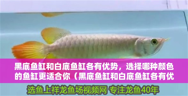 黑底魚缸和白底魚缸各有優(yōu)勢，選擇哪種顏色的魚缸更適合你（黑底魚缸和白底魚缸各有優(yōu)勢）