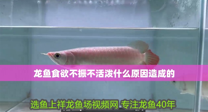 龍魚食欲不振不活潑什么原因造成的