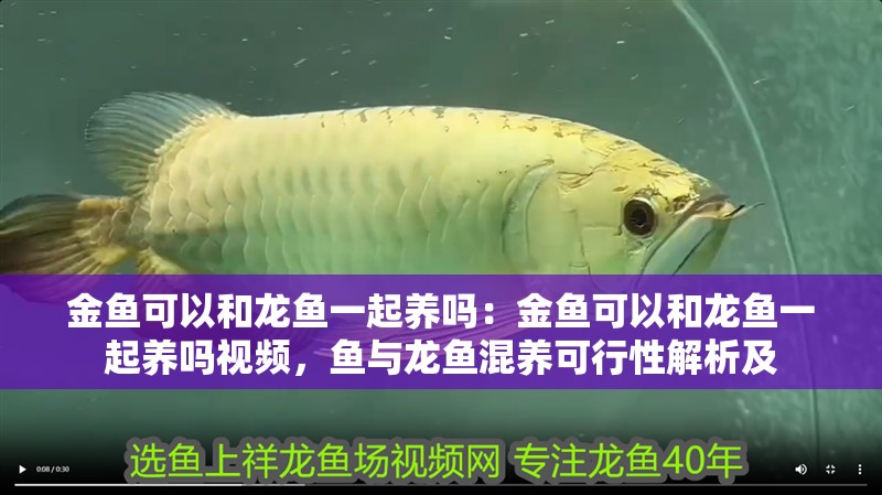金魚可以和龍魚一起養嗎：金魚可以和龍魚一起養嗎視頻，魚與龍魚混養可行性解析及