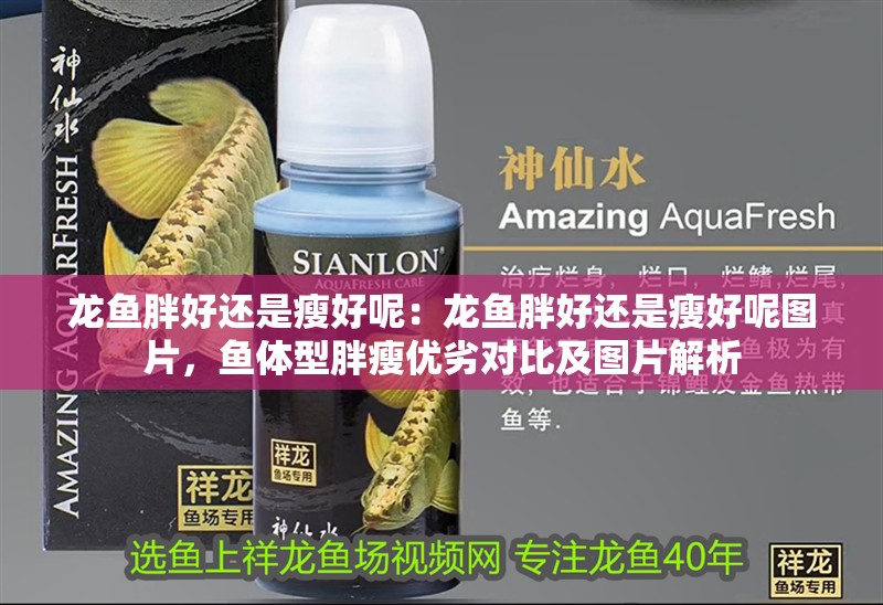 龍魚胖好還是瘦好呢：龍魚胖好還是瘦好呢圖片，魚體型胖瘦優劣對比及圖片解析