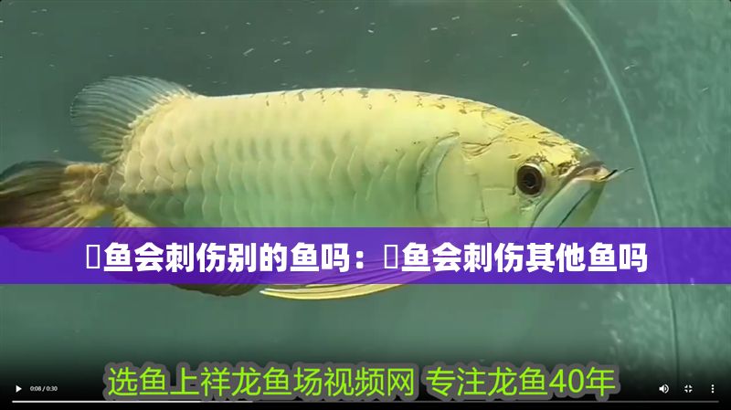 魟魚會刺傷別的魚嗎：魟魚會刺傷其他魚嗎
