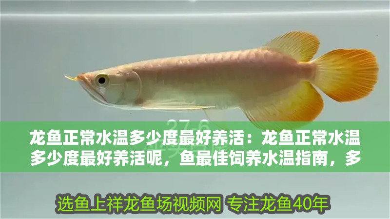龍魚正常水溫多少度最好養活：龍魚正常水溫多少度最好養活呢，魚最佳飼養水溫指南，多少度最