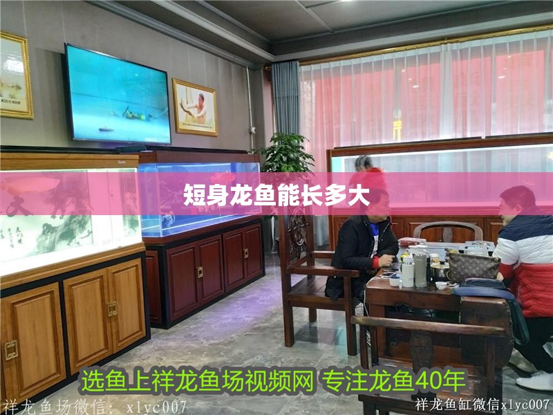 短身龍魚能長多大