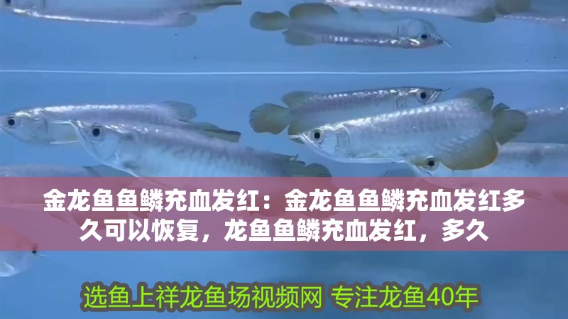 金龍魚魚鱗充血發紅：金龍魚魚鱗充血發紅多久可以恢復，龍魚魚鱗充血發紅，多久 金龍魚魚鱗充血發紅：金龍魚魚鱗充血發紅多久可以恢復，龍魚魚鱗充血發紅，多久 水族問答
