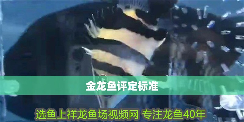金龍魚評定標準 金龍魚評定標準 龍魚百科 第2張
