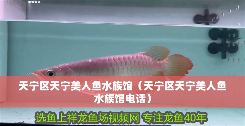 天寧區天寧美人魚水族館（天寧區天寧美人魚水族館電話） 天寧區天寧美人魚水族館（天寧區天寧美人魚水族館電話） 全國水族館企業名錄 第2張