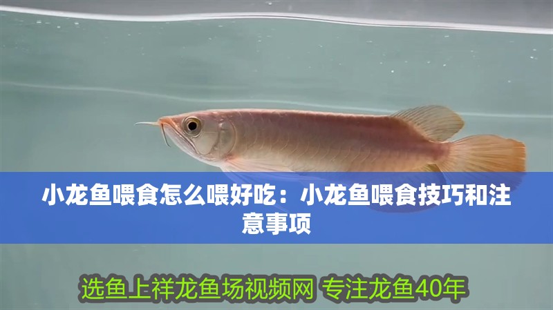 小龍魚喂食怎么喂好吃：小龍魚喂食技巧和注意事項