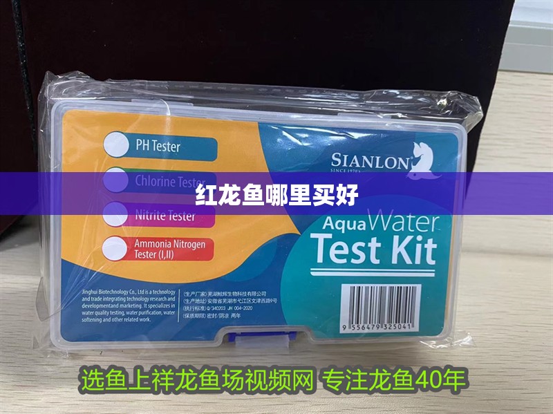 紅龍魚哪里買好