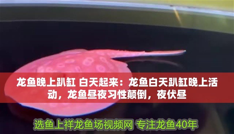 龍魚晚上趴缸 白天起來：龍魚白天趴缸晚上活動，龍魚晝夜習(xí)性顛倒，夜伏晝