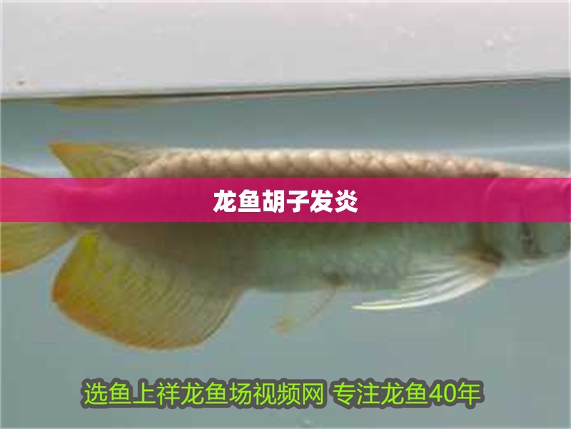 龍魚胡子發炎