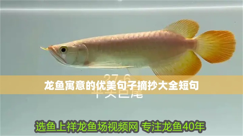 龍魚寓意的優(yōu)美句子摘抄大全短句
