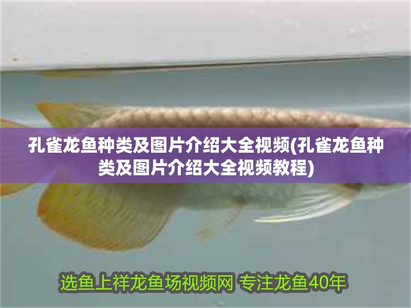 孔雀龍魚種類及圖片介紹大全視頻(孔雀龍魚種類及圖片介紹大全視頻教程)