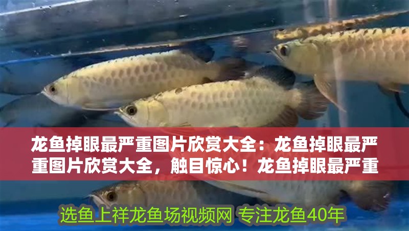 龍魚掉眼最嚴重圖片欣賞大全：龍魚掉眼最嚴重圖片欣賞大全，觸目驚心！龍魚掉眼最嚴重圖片震撼合