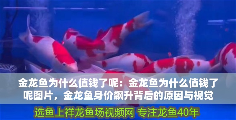 金龍魚為什么值錢了呢：金龍魚為什么值錢了呢圖片，金龍魚身價飆升背后的原因與視覺