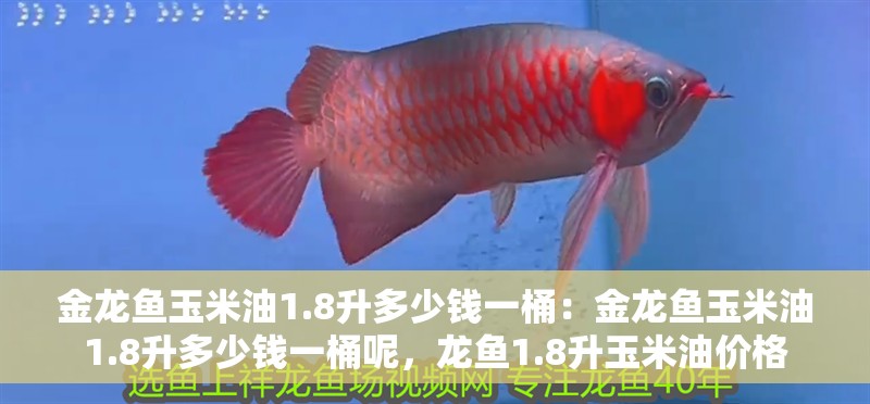 金龍魚玉米油1.8升多少錢一桶：金龍魚玉米油1.8升多少錢一桶呢，龍魚1.8升玉米油價(jià)格