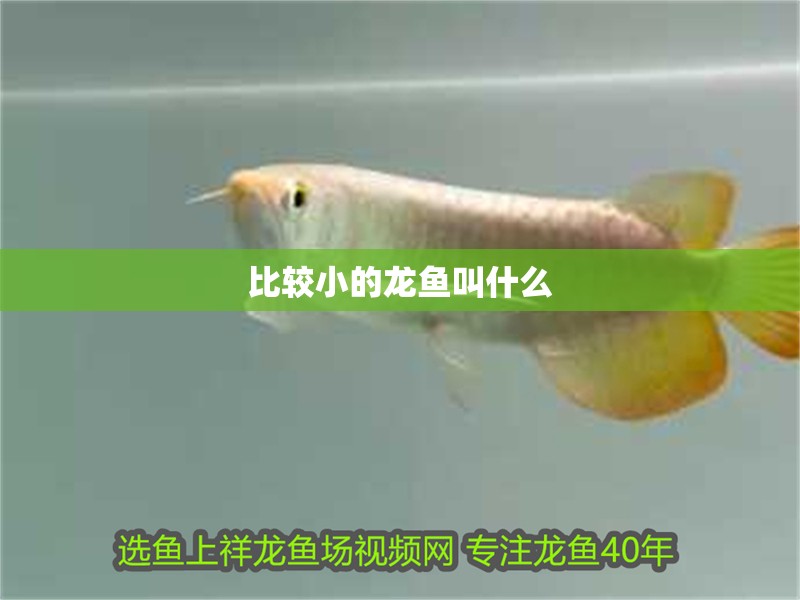 比較小的龍魚叫什么