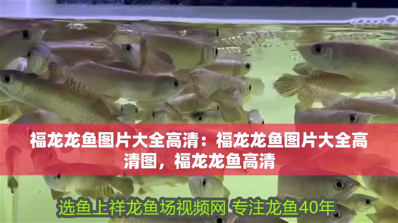 福龍龍魚圖片大全高清：福龍龍魚圖片大全高清圖，福龍龍魚高清 福龍龍魚圖片大全高清：福龍龍魚圖片大全高清圖，福龍龍魚高清 水族問答