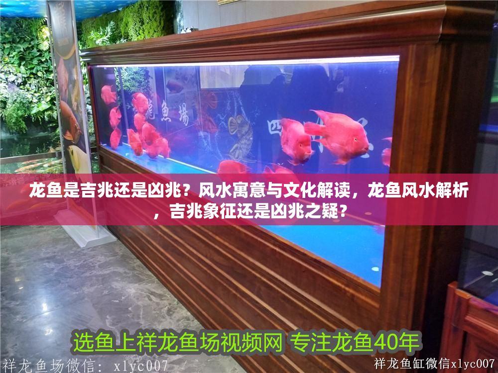 龍魚是吉兆還是兇兆？風水寓意與文化解讀，龍魚風水解析，吉兆象征還是兇兆之疑？