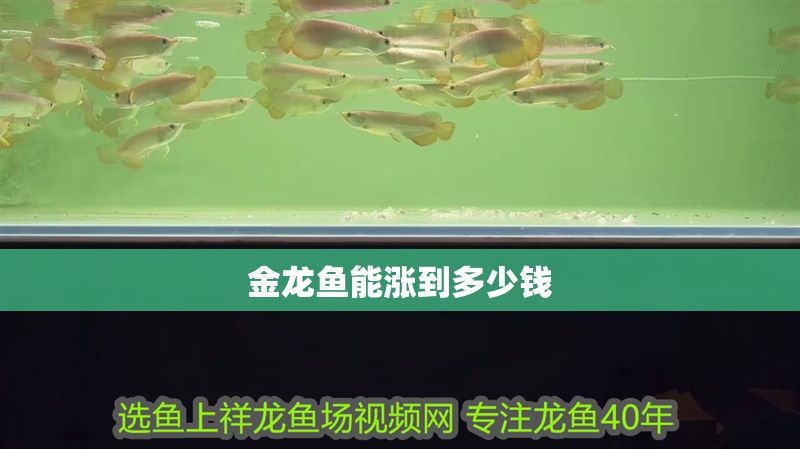 金龍魚能漲到多少錢 龍魚百科 第2張 金龍魚能漲到多少錢 金龍魚能漲到多少錢 龍魚百科 第2張