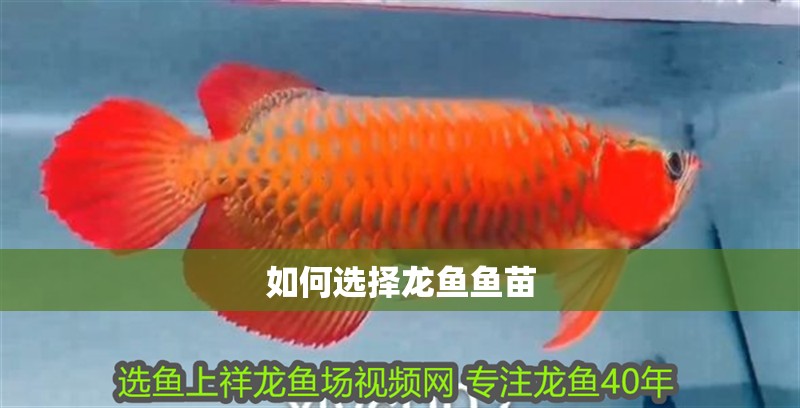 如何選擇龍魚魚苗