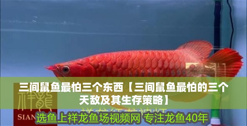 三間鼠魚最怕三個東西【三間鼠魚最怕的三個天敵及其生存策略】