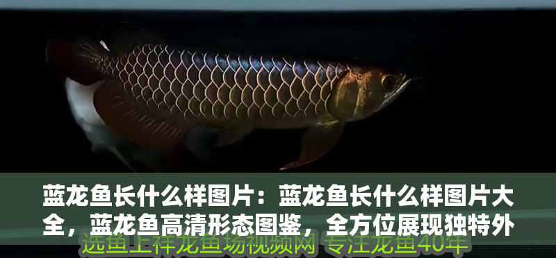 藍龍魚長什么樣圖片：藍龍魚長什么樣圖片大全，藍龍魚高清形態圖鑒，全方位展現獨特外觀特征