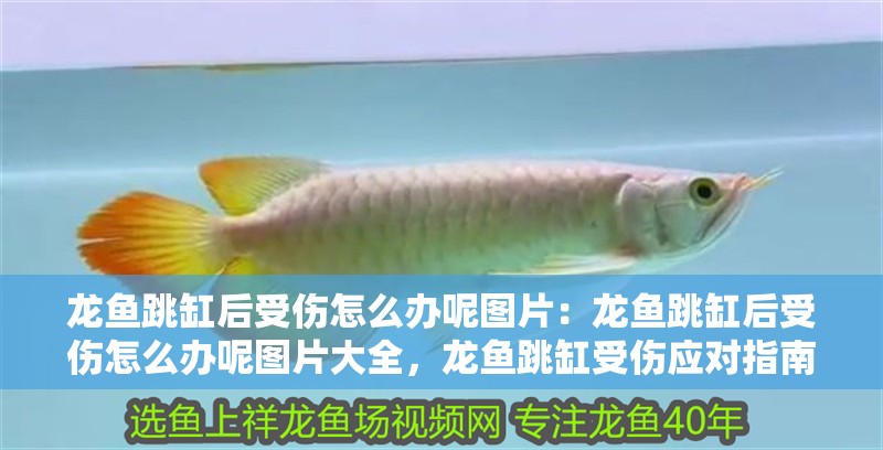 龍魚(yú)跳缸后受傷怎么辦呢圖片：龍魚(yú)跳缸后受傷怎么辦呢圖片大全，龍魚(yú)跳缸受傷應(yīng)對(duì)指南及高清