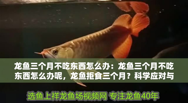 龍魚三個月不吃東西怎么辦：龍魚三個月不吃東西怎么辦呢，龍魚拒食三個月？科學(xué)應(yīng)對與