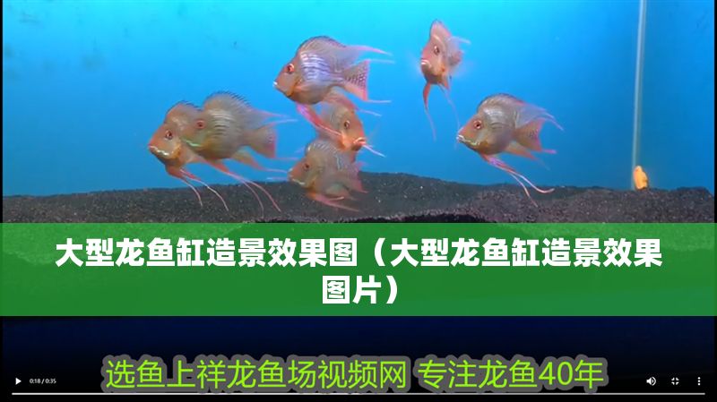 大型龍魚缸造景效果圖（大型龍魚缸造景效果圖片）