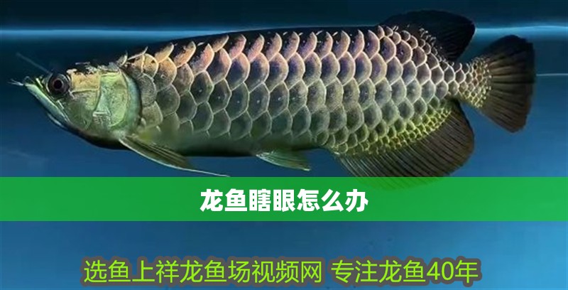 龍魚瞎眼怎么辦