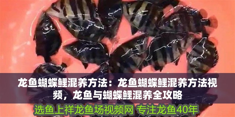 龍魚蝴蝶鯉混養方法：龍魚蝴蝶鯉混養方法視頻，龍魚與蝴蝶鯉混養全攻略