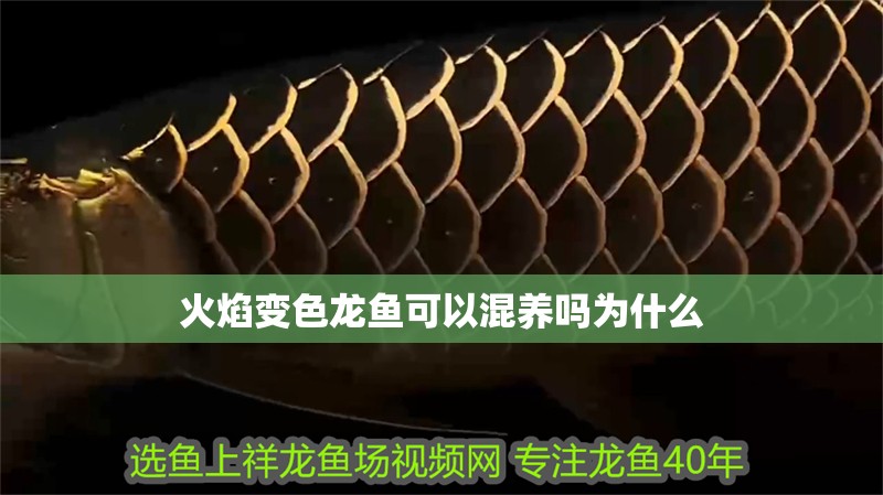 火焰變色龍魚可以混養(yǎng)嗎為什么