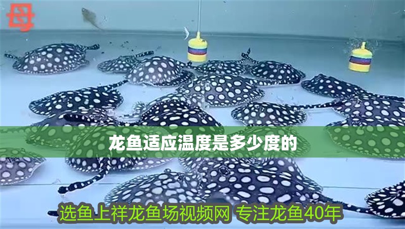 龍魚適應溫度是多少度的